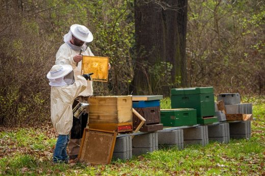 Is a beehive scale necessary?