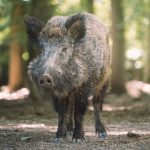 Best Wild Pig Attractants Every Hunter Can Use