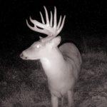 Quick Tips for Night Vision Hunting